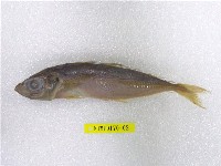 藏品(藍圓鰺)的圖片